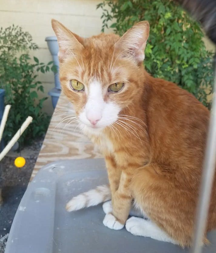 Adopt a friend: Cozy
